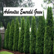 Arborvitae Emerald Green: Your Garden’s Evergreen Jewel