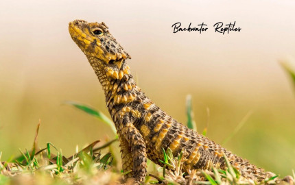 Get Backwater Reptiles Online In USA