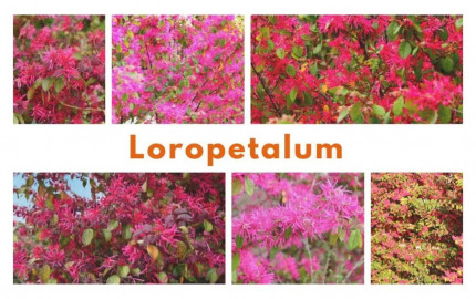 Loropetalum: A Guide to Growing and Enjoying This Versatile Shrub