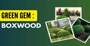 Green Gem Boxwood: A Petite and Prized Evergreen