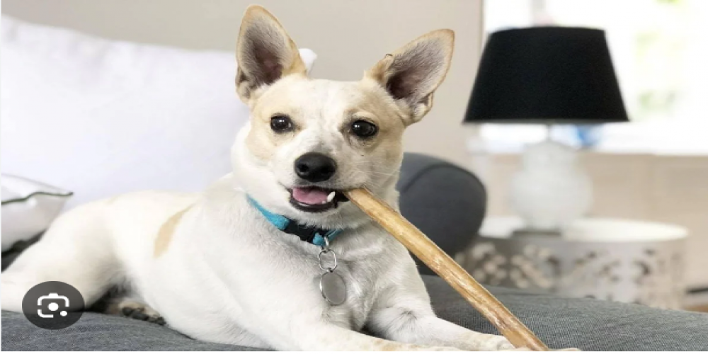 Exposing the Dog Bully Stick Safety