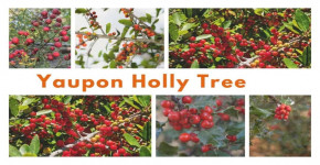 Yaupon Holly Tree: An Evergreen Delight for Your Garden
