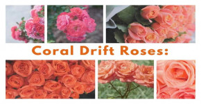 Caring for Coral Drift Roses: A Comprehensive Guide