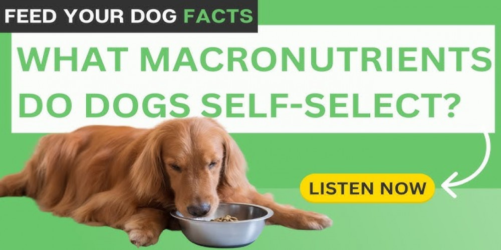 Fueling Furry Friends: The Macronutrient Magic for Thriving Pups: