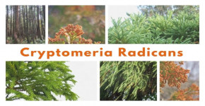Cryptomeria Radicans: The Majestic Japanese Cedar
