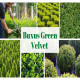Buxus green velvet: A Guide to Planting and Care