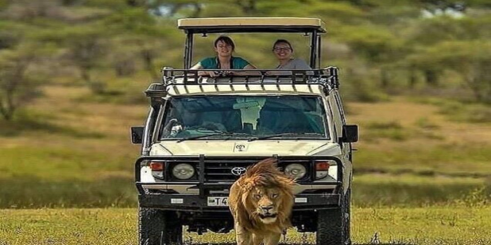 Into the Wild: Safari Adventures for Adventurous Tourists with Safarilines