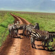 Safari Serenity: Discovering Tranquility in Ngorongoro with Safarilines