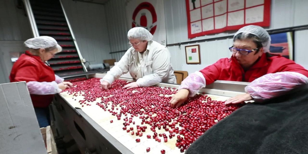Cost to Setup a Dried Cranberries Manufacturing Plant- Detailed Project Report on Requirements and Key Aspects