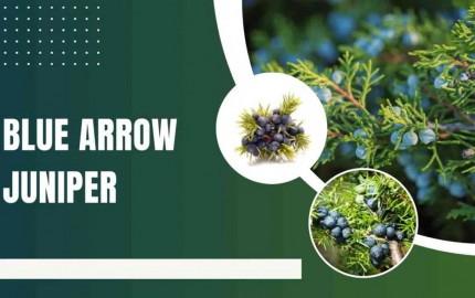 Blue Arrow Juniper: Elevate Your Garden with Elegance