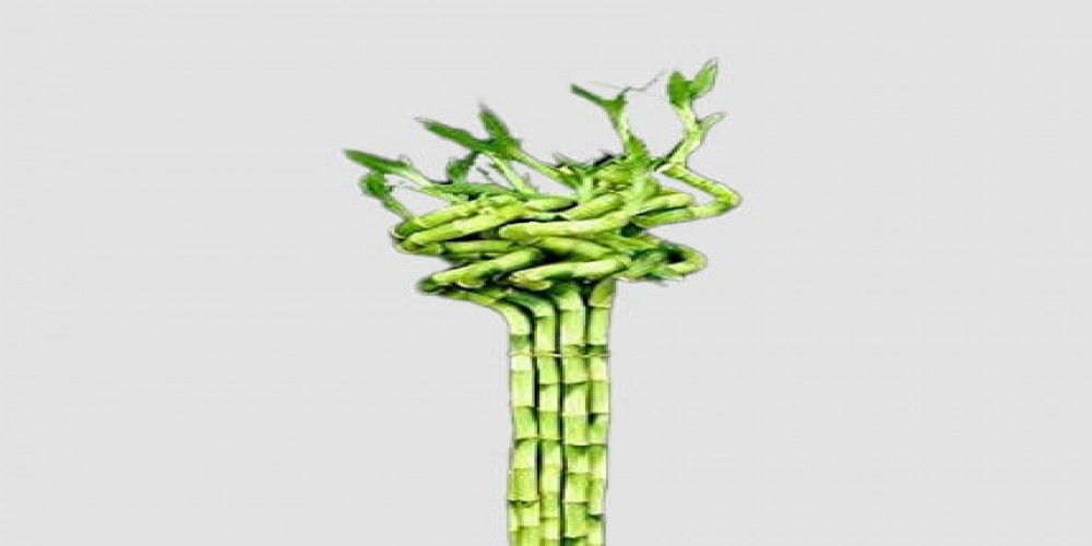 The Art of Spiraled Serenity: Lucky Bamboo Unveiled