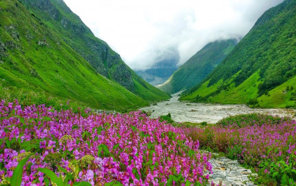 Exploring Nature's Bounty: Valley of Flowers Trek and Kuari Pass Trek