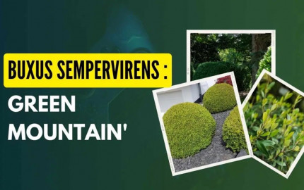 Buxus sempervirens ‘Green Mountain’: A Versatile Evergreen Shrub for UK Gardens