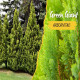 Green Giant Arborvitae: The Majestic Guardian of Your Garden