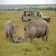 Tranquil Tarangire: Serene Safari Retreats with Safarilines