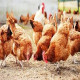 India Poultry Market Report 2024-2032, Industry Growth Opportunity, and Forecast