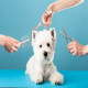 The Significance of Pet Grooming