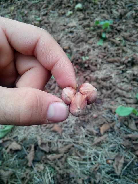 Cheap Carfax Report vs. Discount AutoCheck Report: How to Buy a Legit Vehicle History Report