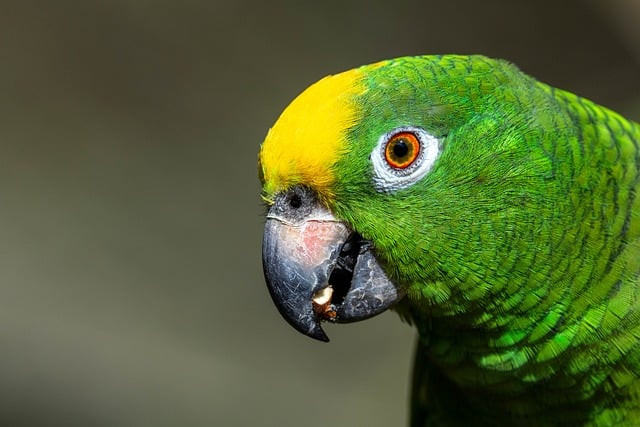 How to Write Amazon India Product Descriptions That Convert: A Practical Guide