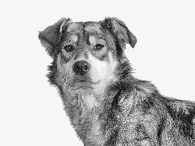 Dog Breed Behavior Identifier: Practical Guide to Reading Breed-Based Traits