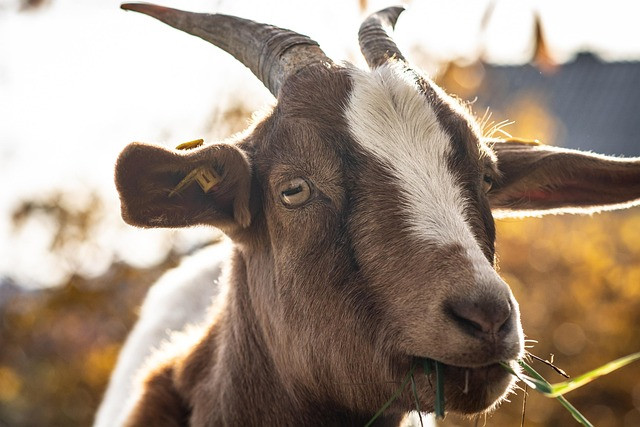 Livestock Tracking for Goats and Sheep: Practical Farm Management Guide
