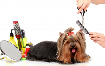 Can Blow Drying Reduce Shedding in Pets?