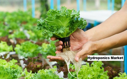 Navigating Hydroponics Market Growth: Size, Share, and Forecast