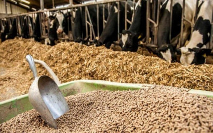 Animal Feed Organic Trace Minerals Market Size, Share, Trends, Report 2024-2032