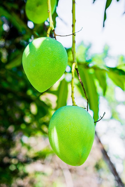 The Mango and the Moon: A Gentle Indian Folk Story for Children's Bedtime