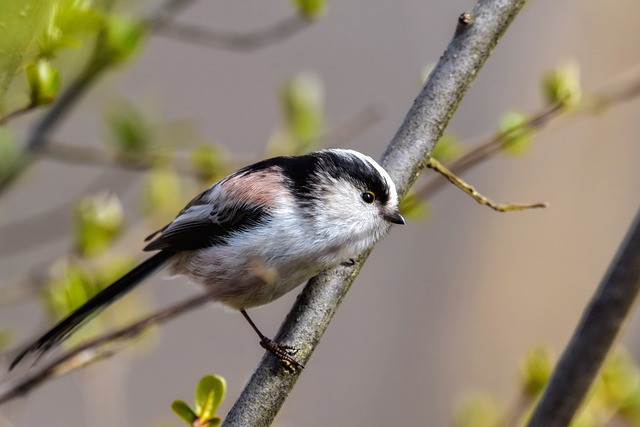 Practical Guide: Using an AI Face Photo Generator to Improve Social Media Presence