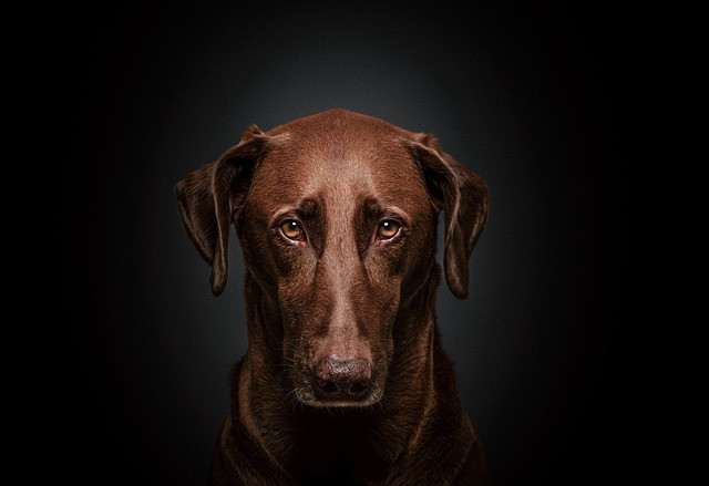 Build a Loyal Blog Audience: Practical Fundamentals for Readers, Community & Retention