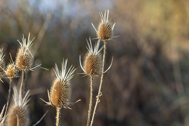 Crop Disease Identifier Guide: Visual Diagnosis Workflow, Checklist, and Best Practices