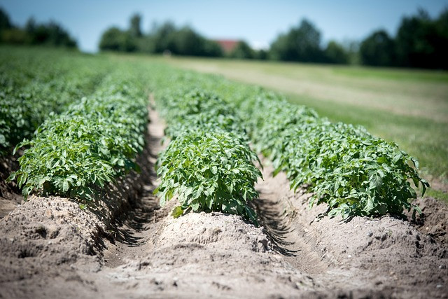 Practical Crop Rotation Guide to Improve Soil Health and Yield