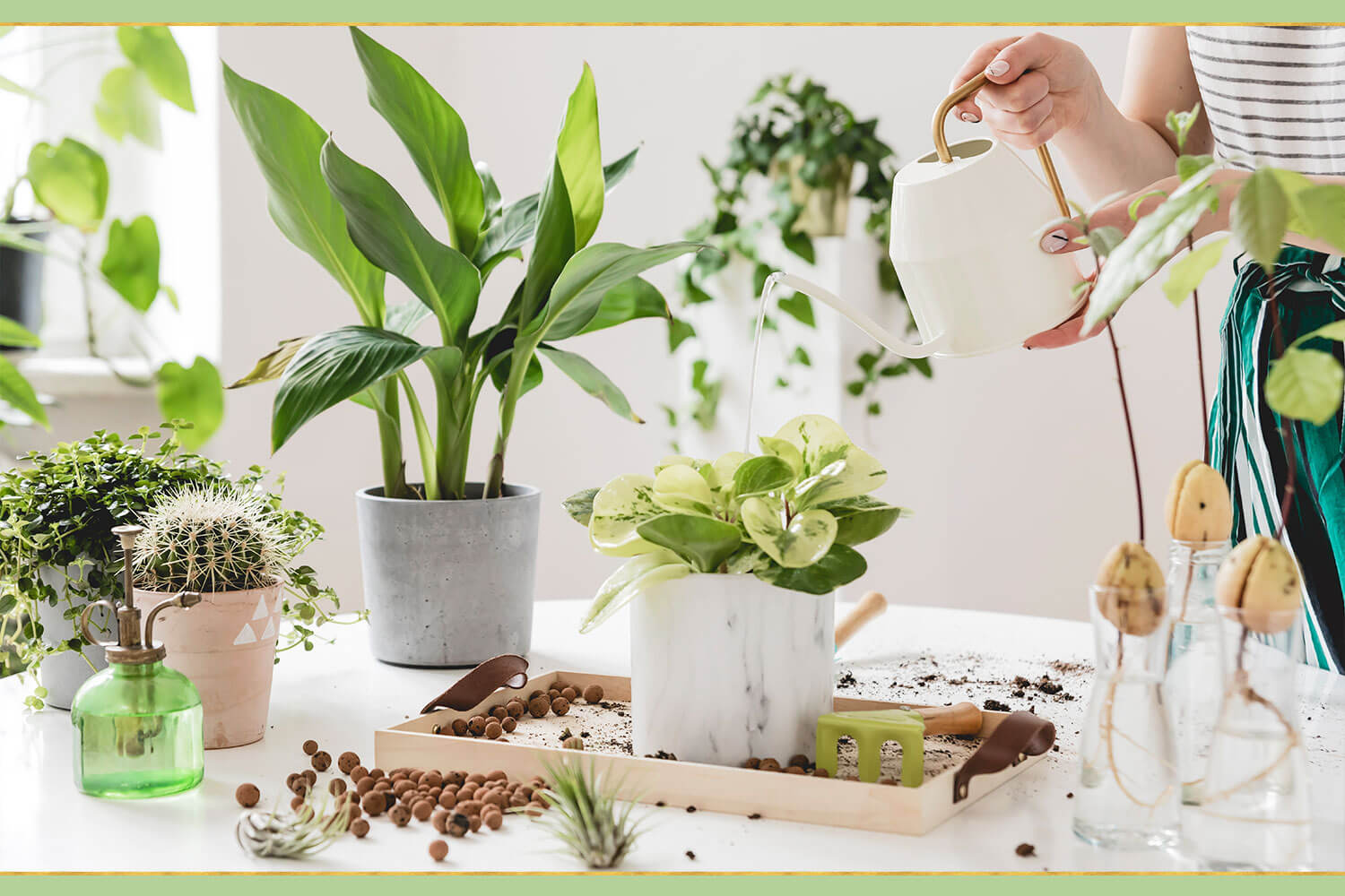 Plant Parenting_ How to Take Care of Multiple Plants
