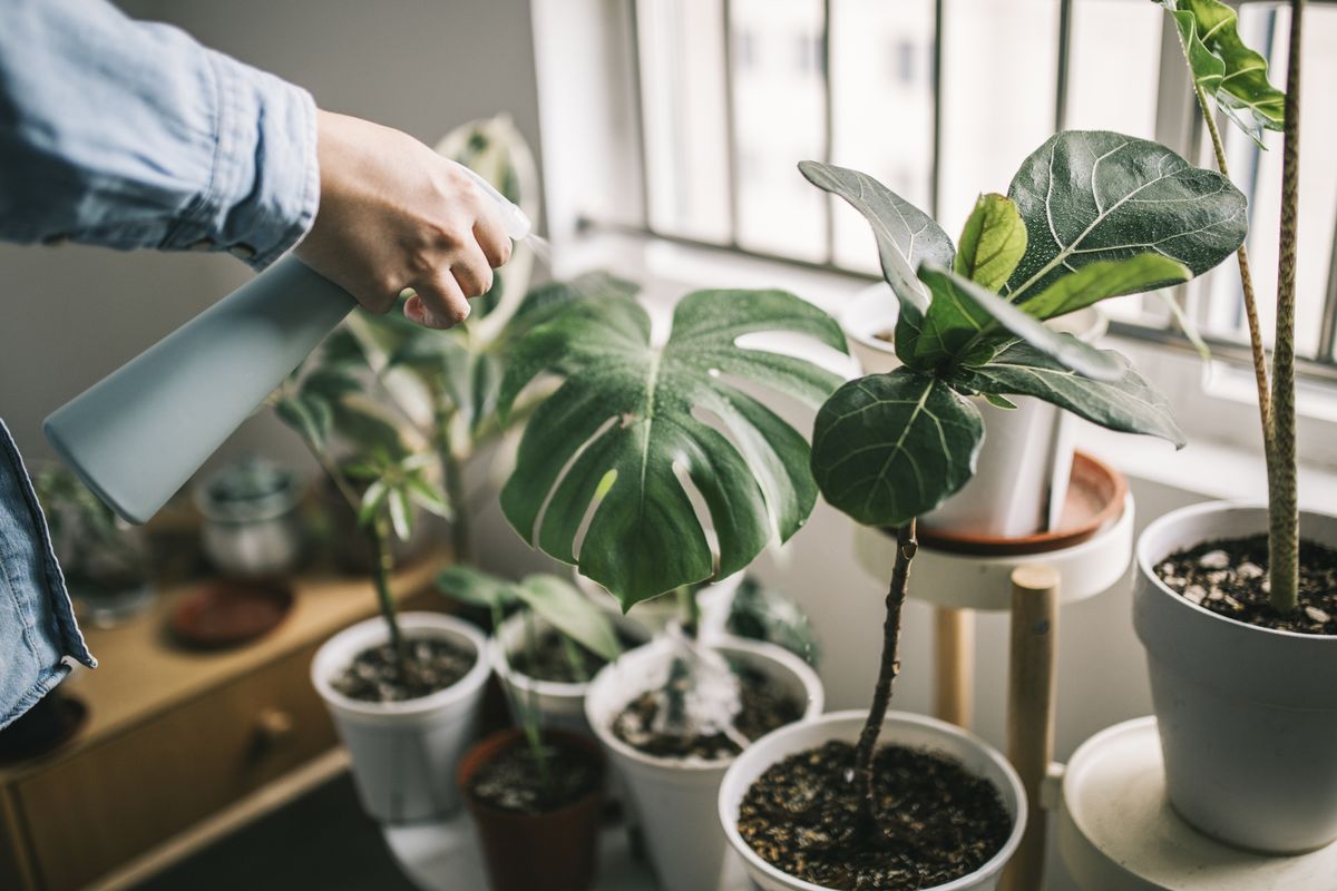 Indoor Plants That Can Thrive in Low Humidity 