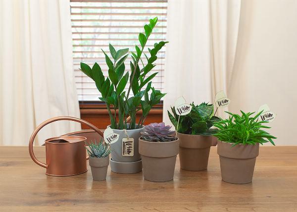 Indoor Plants That Are Safe for Babies and Children