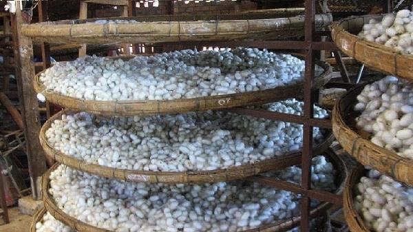 Silk Processing Project Report 2024: Manufacturing Process, Plant Setup and Business Plan | IMARC Group
