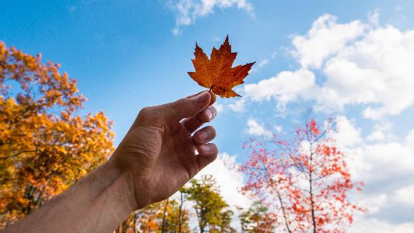 Comprehensive Guide to 2024 Enrollment in Canada: Autumn, Winter & Summer