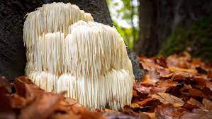 How Many Calories Are There in Lion's Mane Mushrooms?