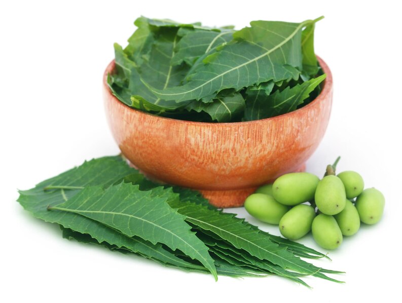 Natural Defense: Neem Leaves and Their Anti-Cancer Properties