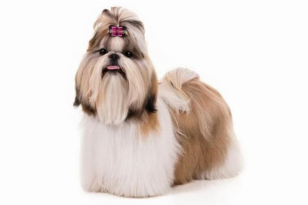Bangalore’s Best-Kept Secret: Shih Tzu Puppies Ready to Charm