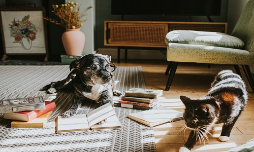 How Holiday Pet Sitting Services Make Your Pet's Holidays Pawsitively Perfect