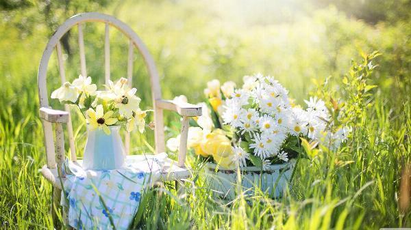 Exploring the Splendor of 5120x1440p 32:9 Daisies Images: A Visual Delight