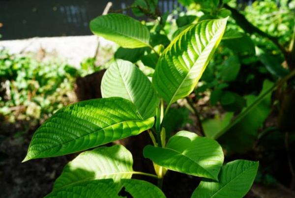 The Key Components To Know About Maeng Da Silver