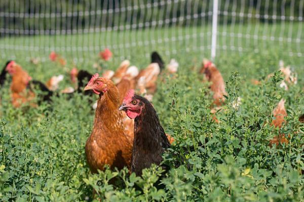 Unlocking Nutritional Goodness: The Pasture-Raised Chicken Advantage