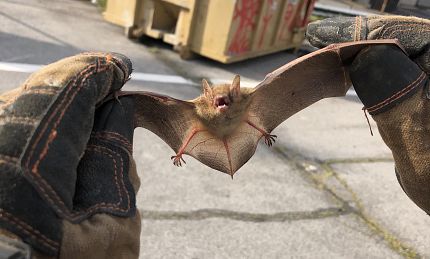 Rat and Bat Removal: Safeguarding Your Home and Health