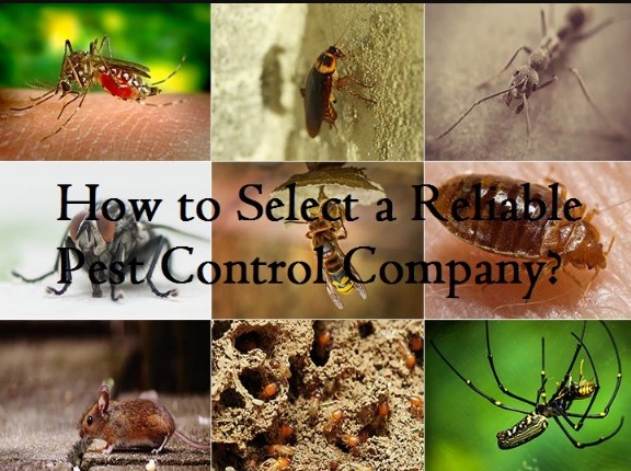 The Eco-Friendly Approach to Pest Control: A Guide by Enviro Safe Pest Control
