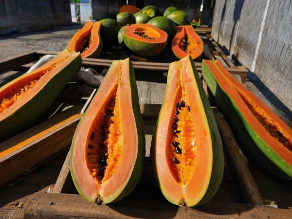 Papaya Processing Plant Project Report 2024: Comprehensive Business Plan and Cost Analysis