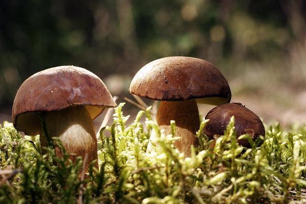 Europe Mushroom Market Trends, Demand and Forecast 2024-2032