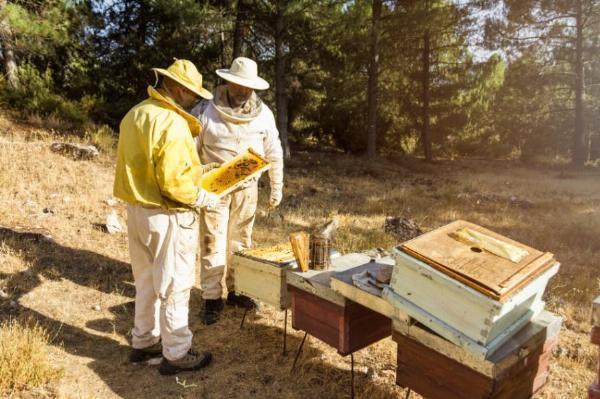 7 Unexpected Factors That Can Make or Break a Mustard Honey Harvest